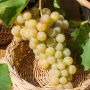 Vigne de table Italia 