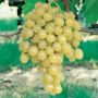 Vigne de table Italia 
