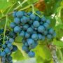 Vigne de table Alphonse Lavallée