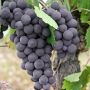 Vigne fraise Fragola Isabella