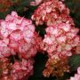 Hortensias dotés de grosses fleurs en boules