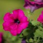 Pétunia SURFINIA ® PURPLE ® Shihi Brilliant 