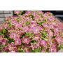 Green Edge Pink® Sunsuf Suika