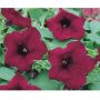 Surfinia BURGUNDY ® Keiburtel