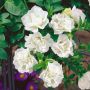 Surfinia DOUBLE WHITE ® Sundaho