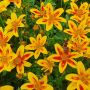 Bidens Tiger Bee