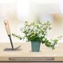 Bacopa scopia Compact White