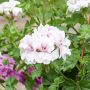 Géranium Lierre double BLANCHE ROCHE Guitoublanc