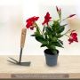 Dipladénia SUNDAVILLE ® Red Sunmandecrim