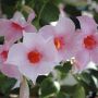 Dipladénia SUNDAVILLE ® Cream Pink Sunparapibra