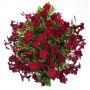 Dipladénia SUNDAVILLE ® Pretty Burgundy Sunparenga