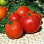 Tomate greffée Paola F1