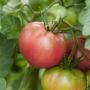 Tomate Rose de Berne