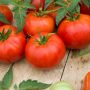 Tomate St Pierre