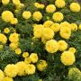 Rose d’Inde naine Perfection F1 Yellow