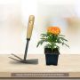 Rose d’Inde naine Perfection F1 Yellow