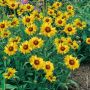 Gaillarde Amber Wheels