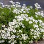 Iberis Sempervirens Snowflake