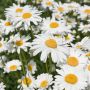 Leucanthemum maximum