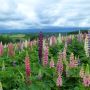 Lupins de Russell Hybrides