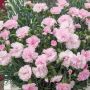 Œillet anglais ‘Candy Floss’ ou Dianthus plumarius