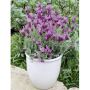 Lavande papillon THE PRINCESS ® Lavender