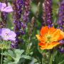 Plantes vivaces à grandes fleurs simples, très lumineuses, aux coloris variés