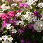 Phlox hybrides à grandes fleurs ou Phlox paniculata