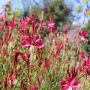 Gaura nain rouge ou Œnothera lindheimeri Gaudi Red