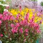 Gaura Gaudi Red