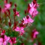 Gaura nain rouge ou Œnothera lindheimeri 'Gaudi Red'