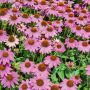Rudbeckia purpurea ou Echinacea purpurea