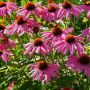 Rudbeckia purpurea aux fleurs roses pourprées au coeur brun 