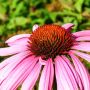 Rudbeckia purpurea égaye massifs et bouquets champêtres