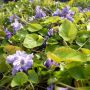 Violettes aux petites fleurs en froufrous de couleur parme