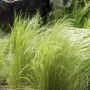 Graminée Stipa tenuissima ou Cheveux d'Ange