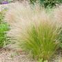 Graminée Stipa tenuissima ou Cheveux d'Ange