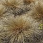 Graminée Carex Buchananii