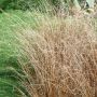 Graminée Carex Buchananii