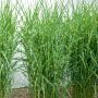Graminée Miscanthus Zebrinus