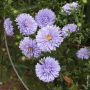 Aster de Nouvelle Belgique ‘Marie Ballard’