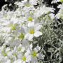 Cerastium Tomentosum ou corbeille d'argent ou Oreille de souris