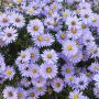 Aster nain d’automne ‘Professor Anton Kippenberg’