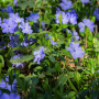 Plante couvre-sol des sous-bois aux fleurs étoilés bleu pervenche