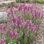 Véronique en épis rose ou Veronica spicata ‘Rosea’