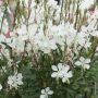 Gaura blanc ou Œnothera lindheimeri