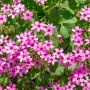 Oxalis articulata, Oxalis floribunda ou oxalis articulé rose