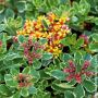 Sedum Kamtschatka panaché