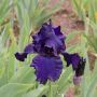Iris germanica Black Night