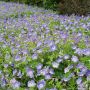 Géranium vivace ROZANNE ®